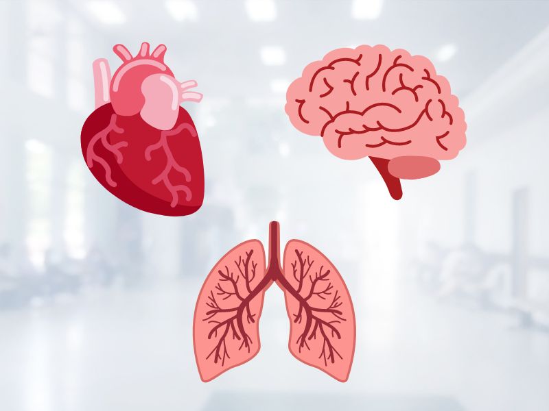 心臓・脳・肺の画像